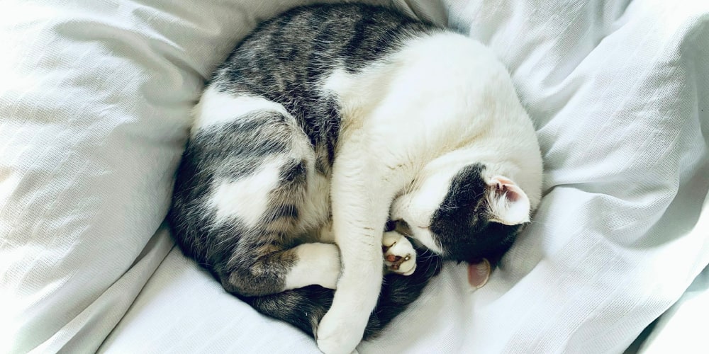 ペットフード公式ECサイト（D2C）の売上改善施策